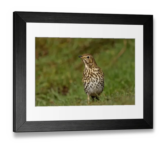 Framed Print : Song Thrush Turdus philomelos UK Framed Print : Song Thrush Turdus philomelos UK