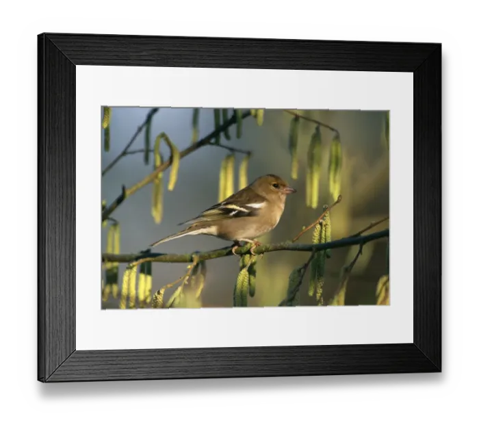 Framed Print : Chaffinch, Fringilla coelebs, female, spring, UK Framed Print : Chaffinch, Fringilla coelebs, female, spring, UK