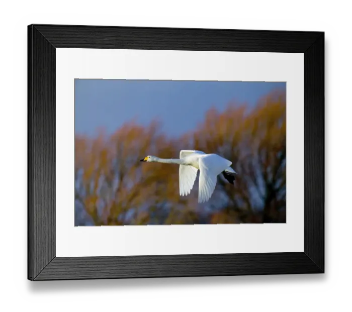 Framed Print : Whooper Swan Cygnus cygnus Caerlaverock Scotland Framed Print : Whooper Swan Cygnus cygnus Caerlaverock Scotland