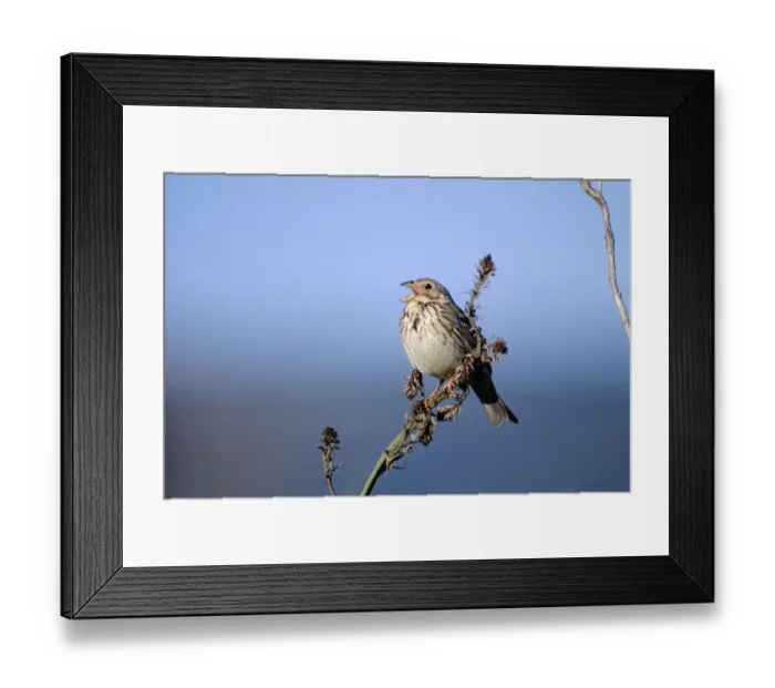 Framed Print : Corn Bunting Milaria calandra in song spring UK Framed Print : Corn Bunting Milaria calandra in song spring UK