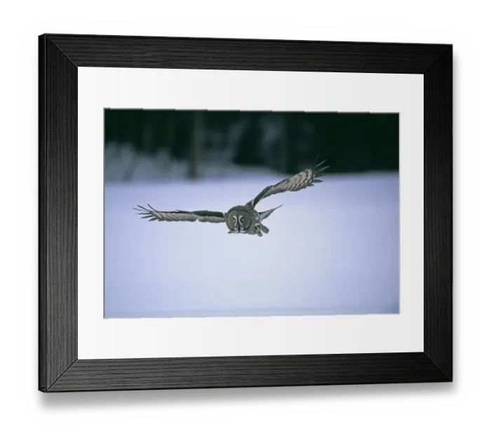 Framed Print : Great Grey Owl Strix nebulosa hunting in winter Finland Framed Print : Great Grey Owl Strix nebulosa hunting in winter Finland