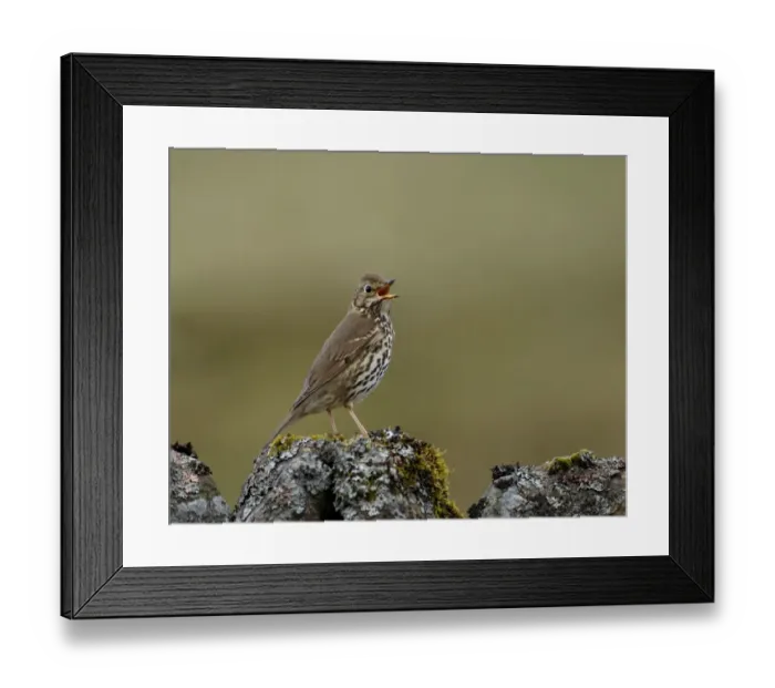 Framed Print : Song Thrush Turdus philomelos in song spring UK Framed Print : Song Thrush Turdus philomelos in song spring UK