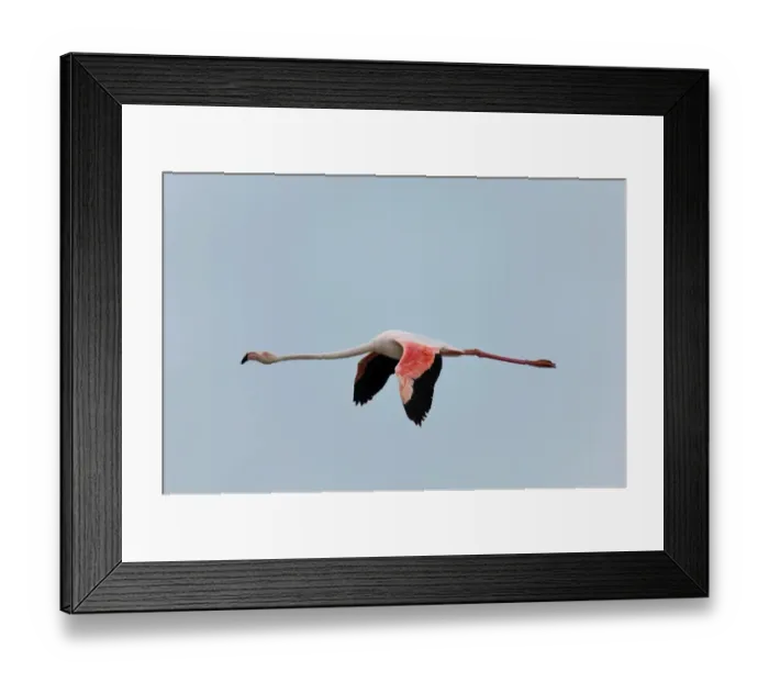 Framed Print : Greater Flamingo, Camargue, France, April Framed Print : Greater Flamingo, Camargue, France, April