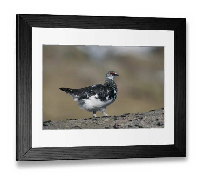 Framed Print : Ptarmigan Lagopus mutus moulting male in spring (April) Scotland Framed Print : Ptarmigan Lagopus mutus moulting male in spring (April) Scotland
