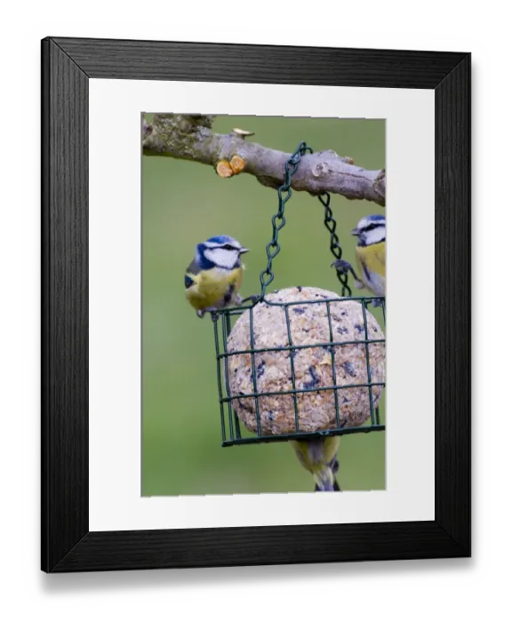 Framed Print : Blue Tits on fat feeder Kent UK winter