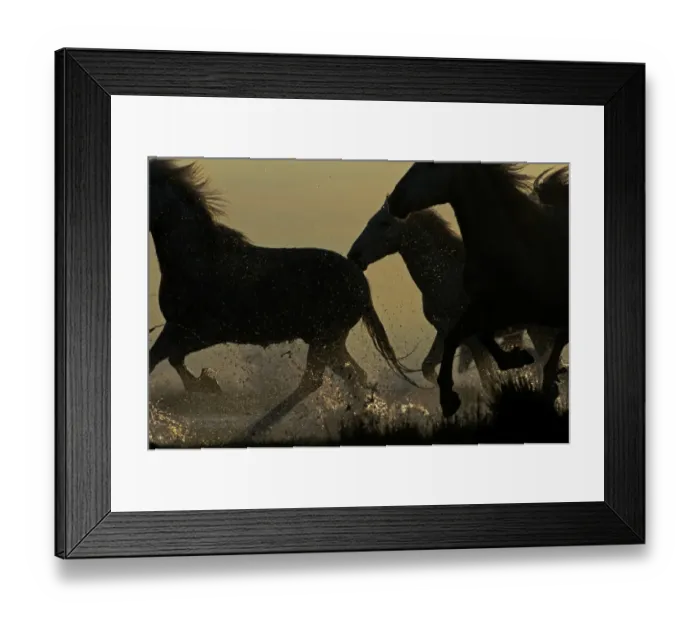 Framed Print : Camargue White Horse Camargue France Framed Print : Camargue White Horse Camargue France
