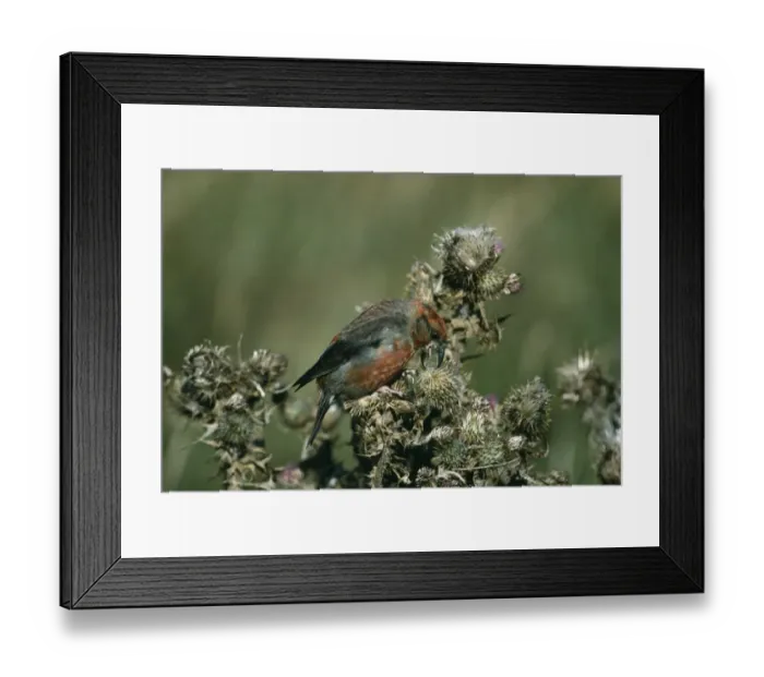 Framed Print : Crossbill Loxia curvirostra adult male feeding on thistle seeds Shetland September Framed Print : Crossbill Loxia curvirostra adult male feeding on thistle seeds Shetland September