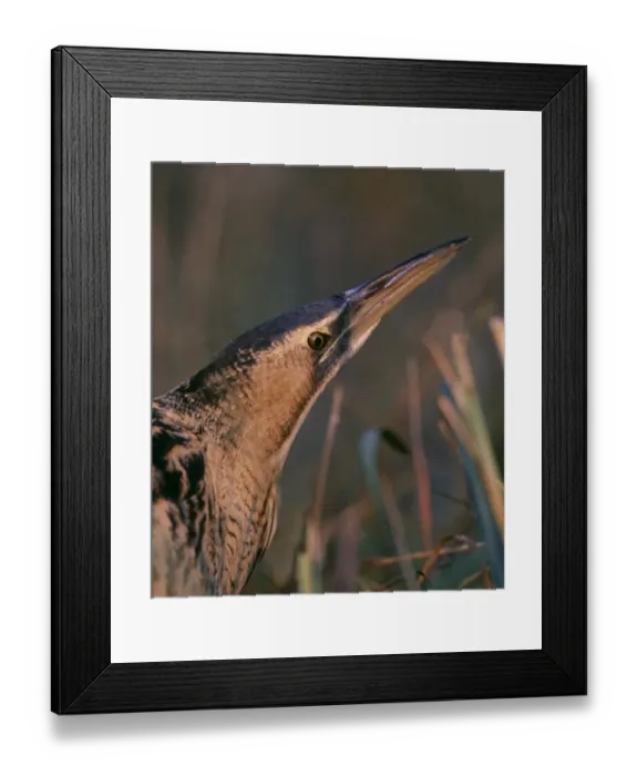 Framed Print : Bittern Botaurus stellaris stalking through marsh, autumn Framed Print : Bittern Botaurus stellaris stalking through marsh, autumn