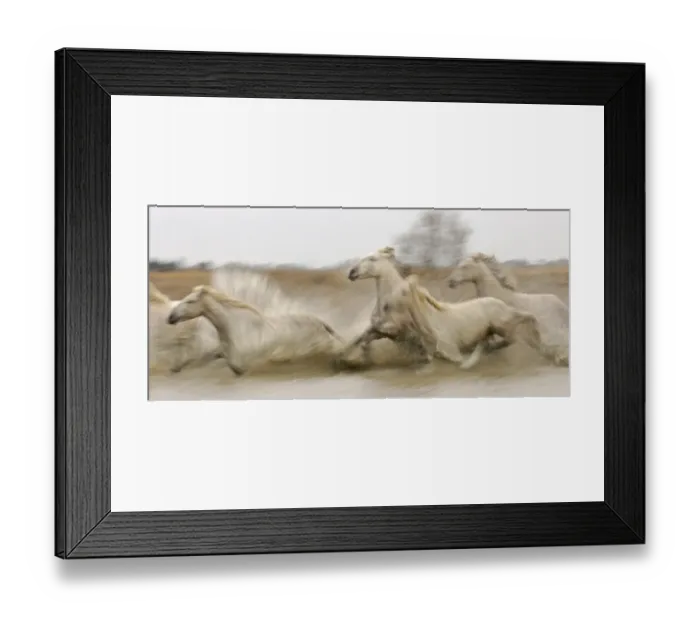 Framed Print : Camargue White Horse Camargue France Framed Print : Camargue White Horse Camargue France
