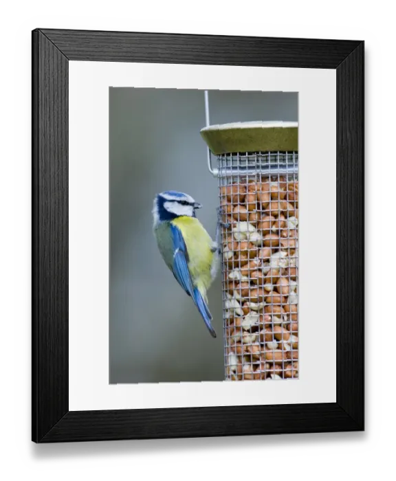 Framed Print : Blue Tits on nut feeder Kent UK winter