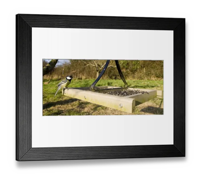 Framed Print : Great Tit on bird table in garden kent uk Framed Print : Great Tit on bird table in garden kent uk