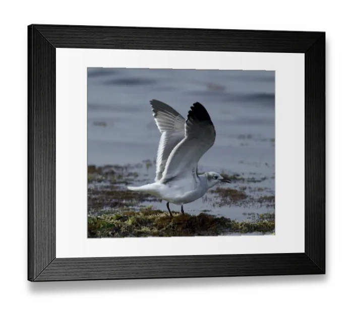 Framed Print : Laughing Gull, adult winter, Angelochori Salt Pans, Thessaloniki, Greece, only 2nd Framed Print : Laughing Gull, adult winter, Angelochori Salt Pans, Thessaloniki, Greece, only 2nd
