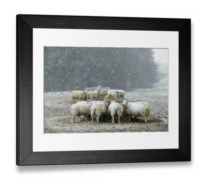 Framed Print : Sheep on hill farm in blizzard Cheviot Hills Northumberland January Framed Print : Sheep on hill farm in blizzard Cheviot Hills Northumberland January