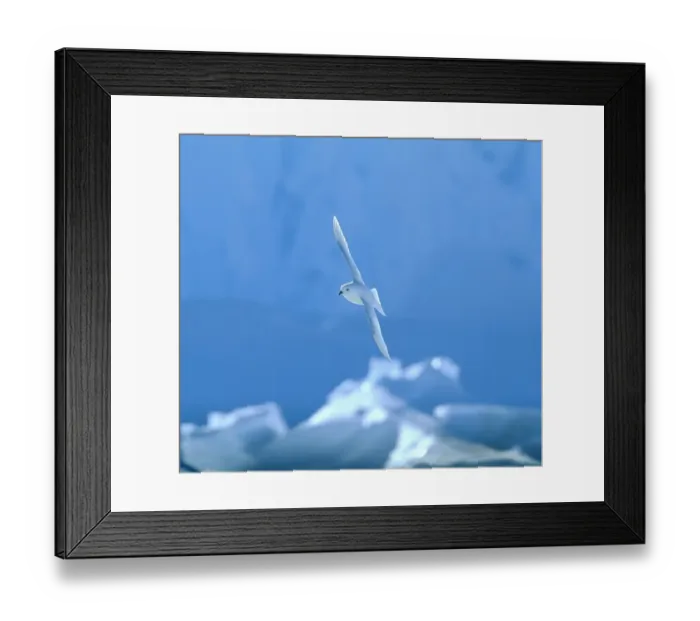 Framed Print : Snow Petrel Pagodroma nivea Weddell Sea Antarctica Framed Print : Snow Petrel Pagodroma nivea Weddell Sea Antarctica