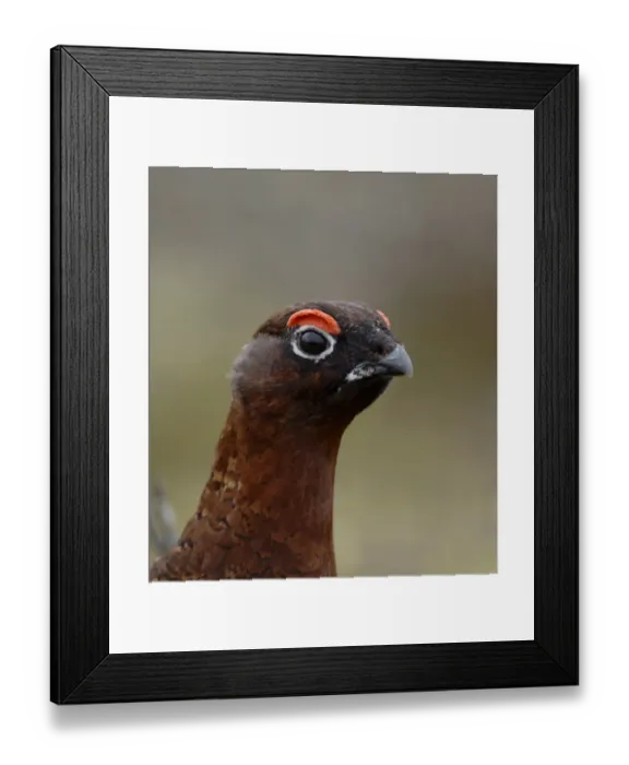 Framed Print : Red Grouse Lagopus lagopus male Swaledale North Yorkshire March Framed Print : Red Grouse Lagopus lagopus male Swaledale North Yorkshire March