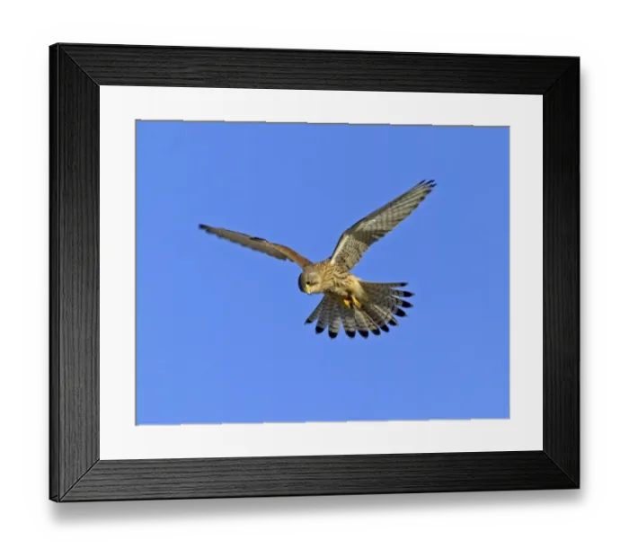 Framed Print : Kestrel Falco tunnunculus female hunting Northumberland UK winter Framed Print : Kestrel Falco tunnunculus female hunting Northumberland UK winter