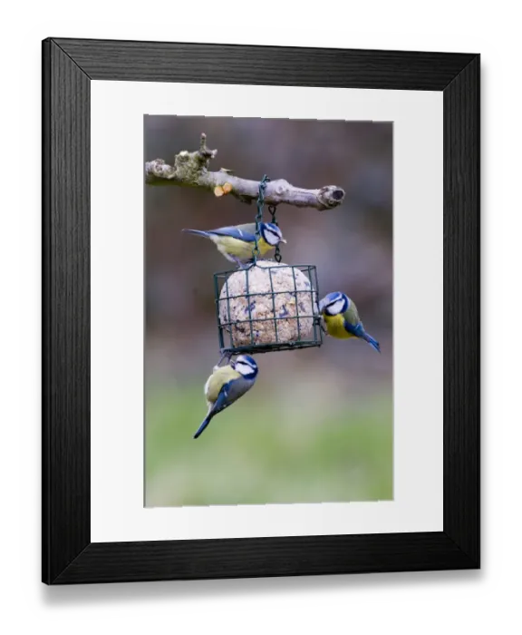 Framed Print : Blue Tits on fat feeder Kent UK winter Framed Print : Blue Tits on fat feeder Kent UK winter