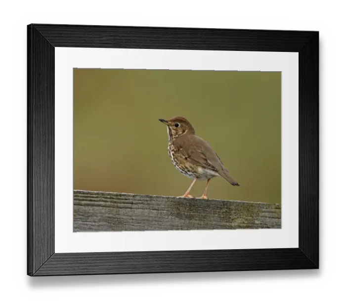 Framed Print : Song Thrush Turdus philomelos UK Framed Print : Song Thrush Turdus philomelos UK