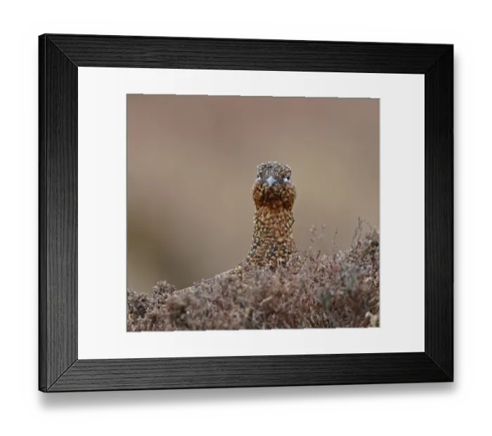 Framed Print : Red Grouse Lagopus lagopus female Swaledale North Yorkshire March Framed Print : Red Grouse Lagopus lagopus female Swaledale North Yorkshire March