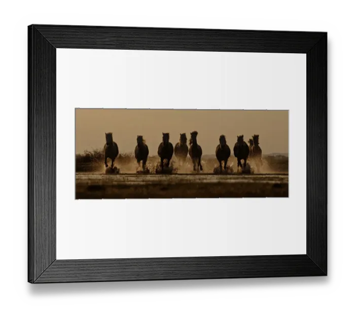 Framed Print : Camargue White Horse Camargue France