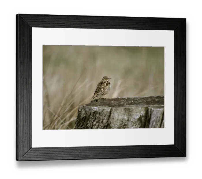Framed Print : Woodlark. Lullula arborea Kent spring Framed Print : Woodlark. Lullula arborea Kent spring
