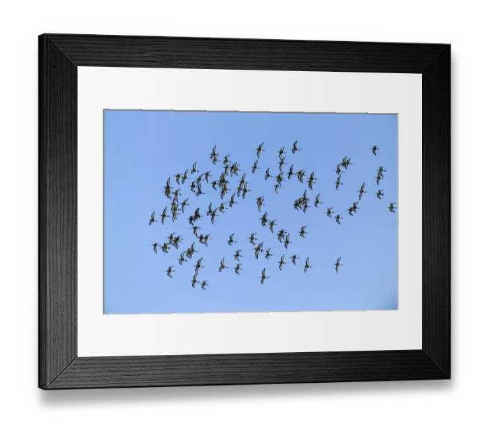 Framed Print : Black-tailed Godwits flock in winter Scotland Framed Print : Black-tailed Godwits flock in winter Scotland