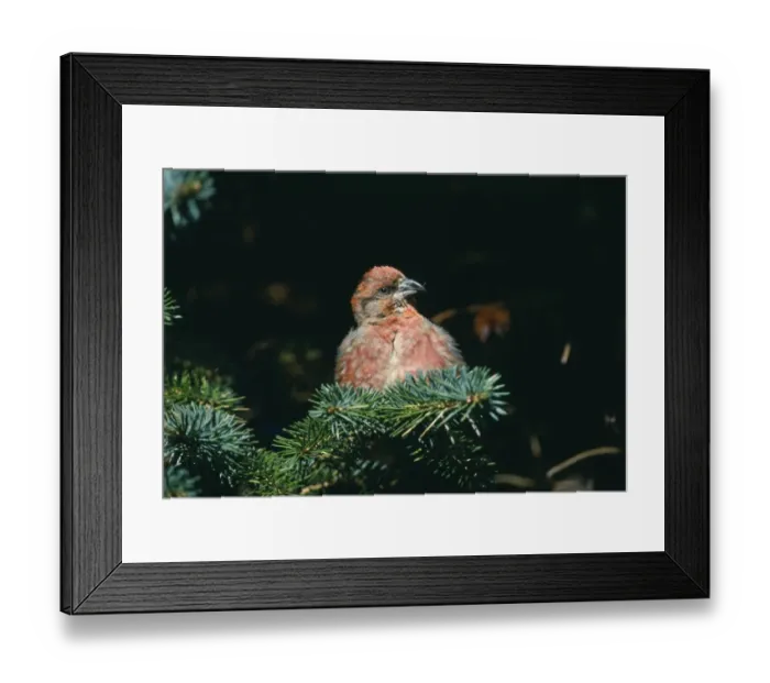 Framed Print : Crossbill Loxia curvirostra adult male Shetland September Framed Print : Crossbill Loxia curvirostra adult male Shetland September