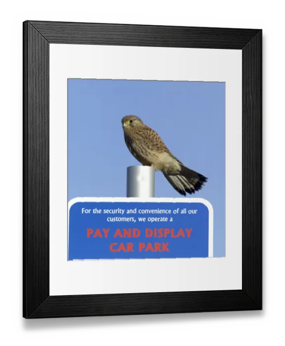Framed Print : Kestrel Falco tunnunculus in urban environment Northumberland UK winter Framed Print : Kestrel Falco tunnunculus in urban environment Northumberland UK winter