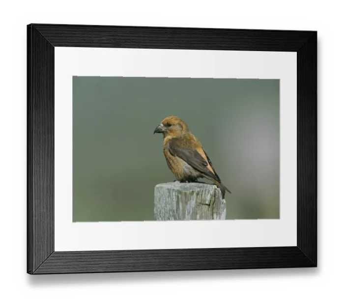 Framed Print : Crossbill Loxia curvirostra male Shetland June Framed Print : Crossbill Loxia curvirostra male Shetland June