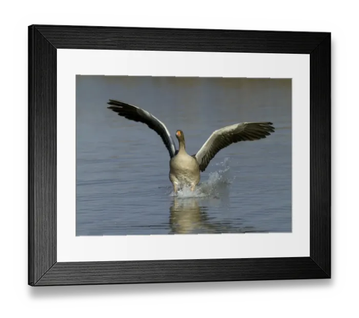 Framed Print : Greylag Goose Anser anser coming in to land, UK Framed Print : Greylag Goose Anser anser coming in to land, UK