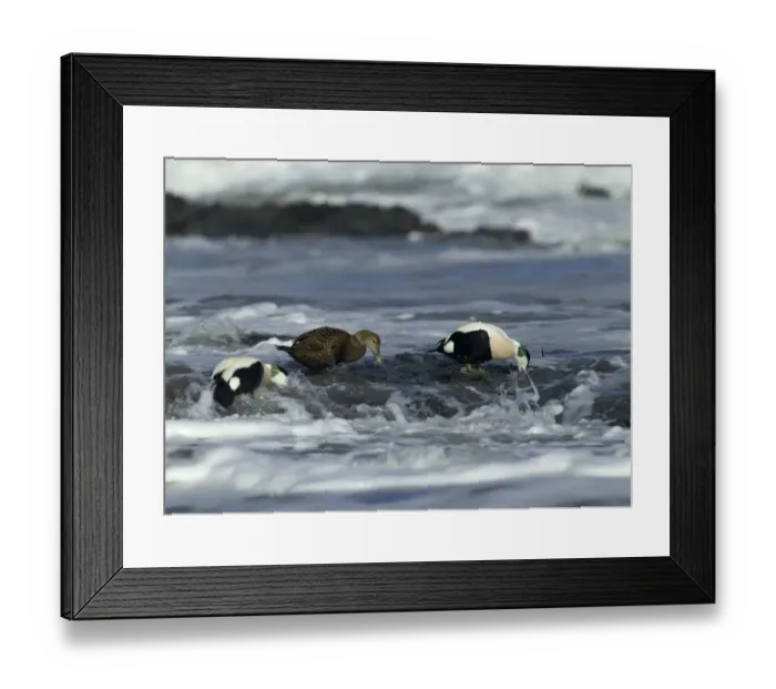 Framed Print : Eiders Somateria mollissima feeding on mussels in the surf Northumberland, winter Framed Print : Eiders Somateria mollissima feeding on mussels in the surf Northumberland, winter