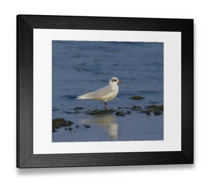 Framed Print : Mediterranean Gull adult winter January Greece Framed Print : Mediterranean Gull adult winter January Greece