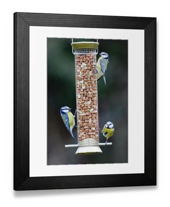 Framed Print : Blue Tits Parus caeruleus on nut feeder Kent UK winter