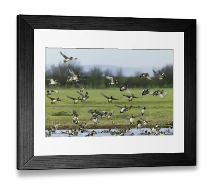 Framed Print : Eurasian Wigeon Anas penelope Slimbridge Glos winter Framed Print : Eurasian Wigeon Anas penelope Slimbridge Glos winter