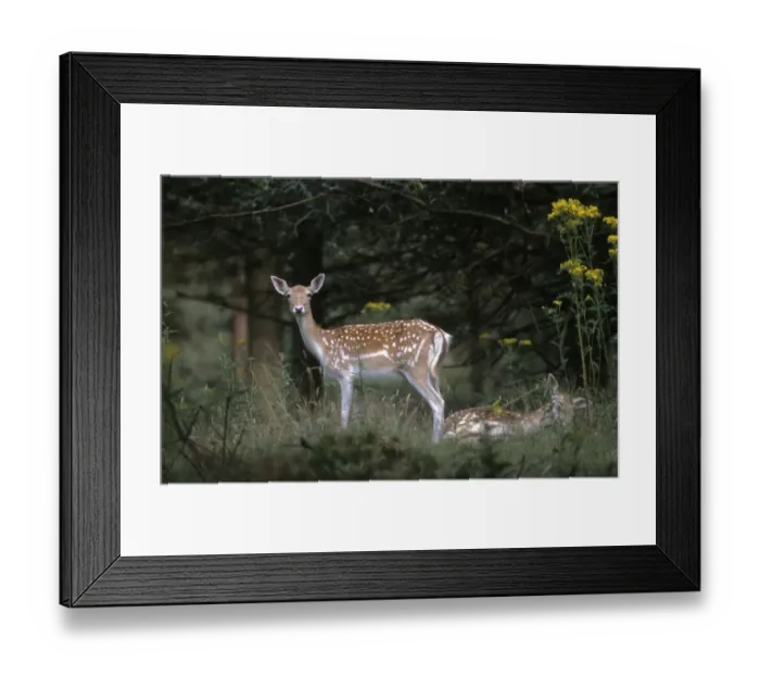 Framed Print : Fallow deer Cervus dama does Kent summer UK Framed Print : Fallow deer Cervus dama does Kent summer UK
