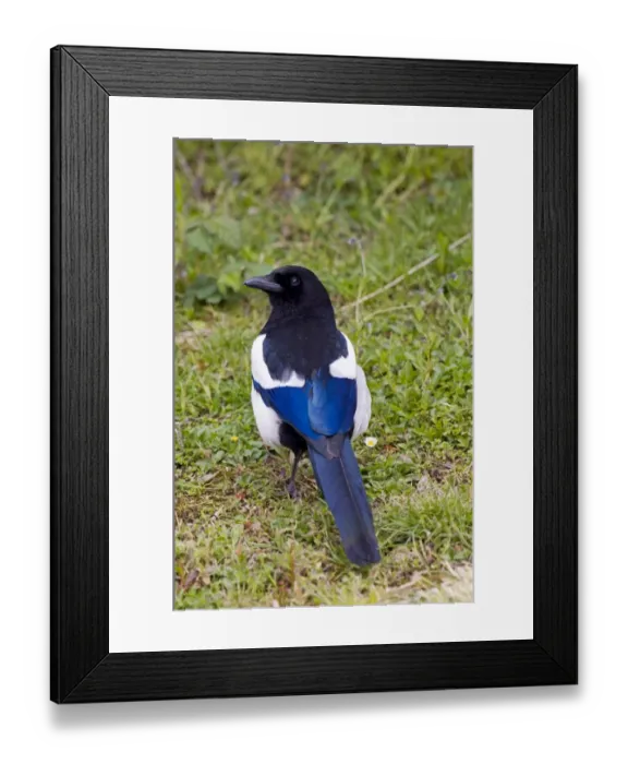 Framed Print : Magpie Pica pica UK Framed Print : Magpie Pica pica UK