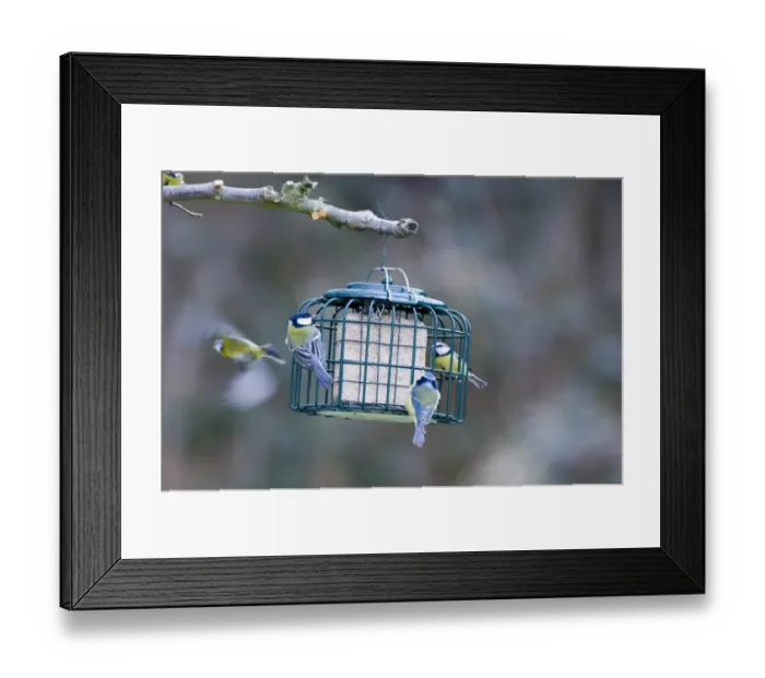Framed Print : Blue and Great Tits on feeder Kent UK winter Framed Print : Blue and Great Tits on feeder Kent UK winter