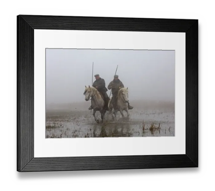 Framed Print : Guardians rounding up horses in the Camargue Provence France on a foggy morning in April Framed Print : Guardians rounding up horses in the Camargue Provence France on a foggy morning in April