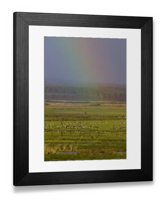 Framed Print : Barnacle Geese below rainbow Caerlaverock Dumfries Scotland November Framed Print : Barnacle Geese below rainbow Caerlaverock Dumfries Scotland November