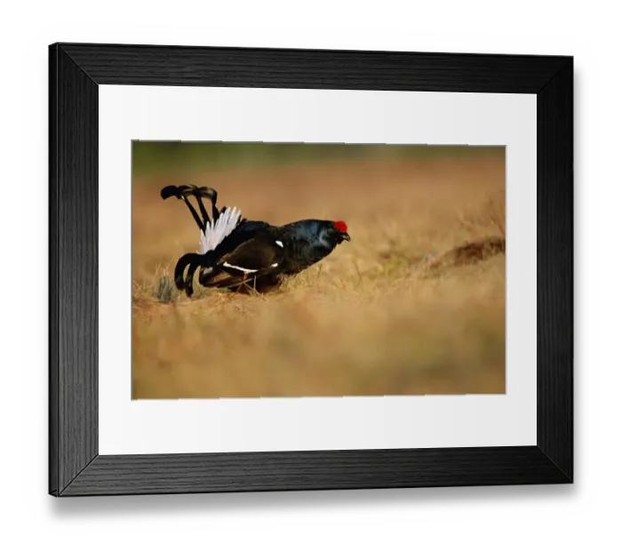 Framed Print : Black Grouse Tetrao tetrix male displaying at lek Scotland, spring Framed Print : Black Grouse Tetrao tetrix male displaying at lek Scotland, spring