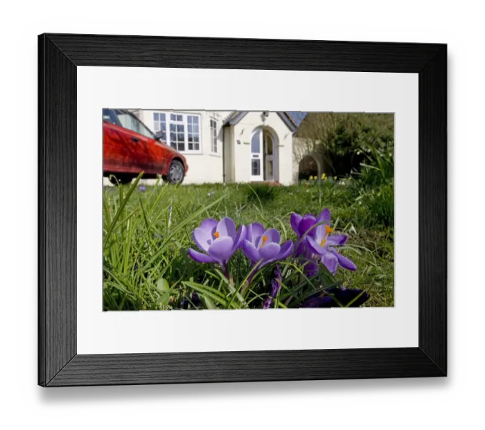 Framed Print : Crocus spring Kent UK Framed Print : Crocus spring Kent UK