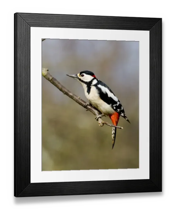 Framed Print : Great Spotted Woodpecker Dendrocopos major Kent UK