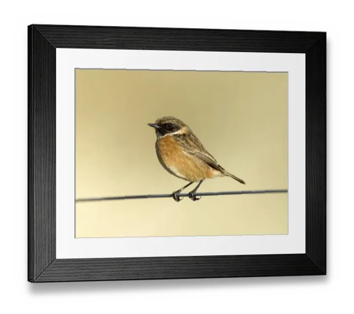 Framed Print : Stonechat Saxicola torquata male in winter UK January Framed Print : Stonechat Saxicola torquata male in winter UK January