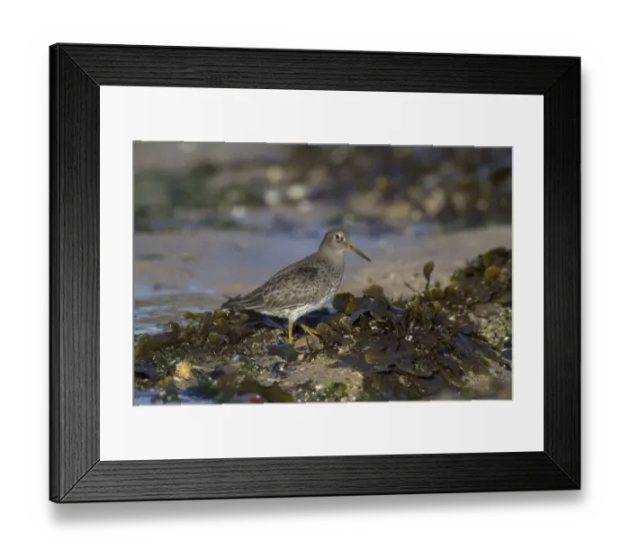 Framed Print : Purple Sandpiper Calidris maritima winter Northumberland Framed Print : Purple Sandpiper Calidris maritima winter Northumberland