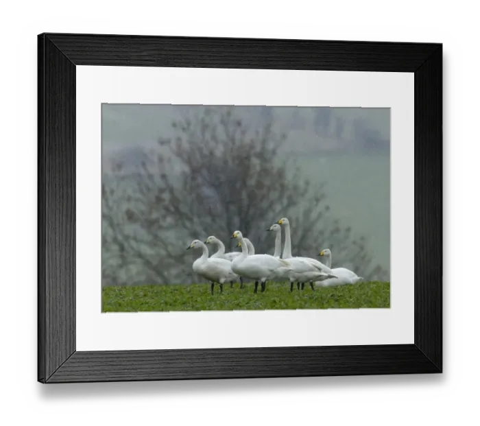 Framed Print : Part of flock of 130 Whooper Swans (Cygnus cygnus) grounded in bad weather in Cheviot s Framed Print : Part of flock of 130 Whooper Swans (Cygnus cygnus) grounded in bad weather in Cheviot s