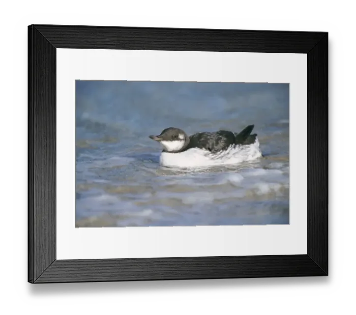 Framed Print : Guilemot Uria aalge winter adult Fair Isle October Framed Print : Guilemot Uria aalge winter adult Fair Isle October