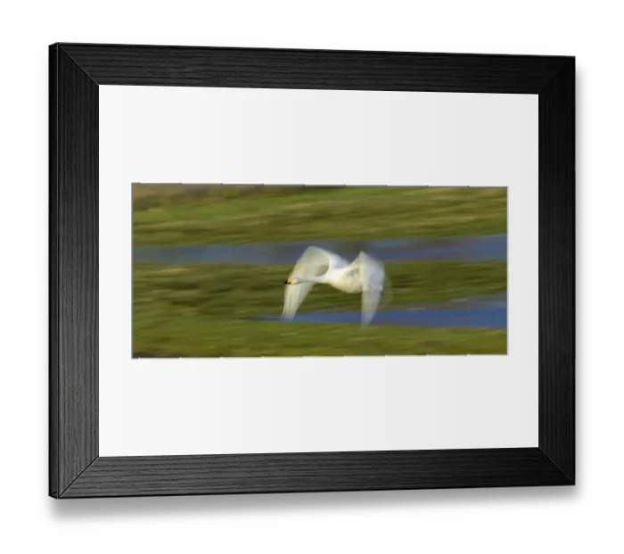 Framed Print : Whooper Swan, Cygnus cygnus, adult, Caerlaverock, Dumfries, Scotland, winter Framed Print : Whooper Swan, Cygnus cygnus, adult, Caerlaverock, Dumfries, Scotland, winter