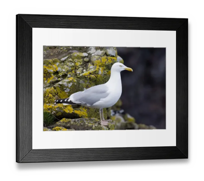 Framed Print : Herring Gull Larus argentatus Fowlsheugh Scotland May Framed Print : Herring Gull Larus argentatus Fowlsheugh Scotland May