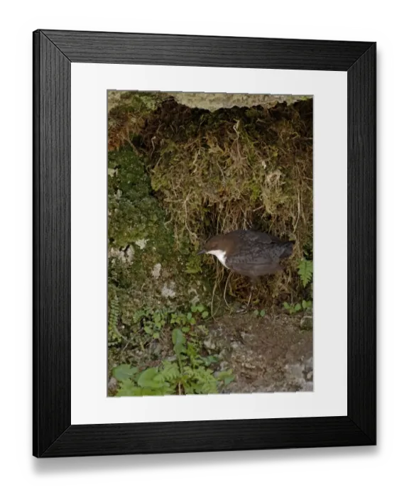 Framed Print : Dipper Cinclus cinclus at nest under overhang by waterfalll Derbyshire April UK Framed Print : Dipper Cinclus cinclus at nest under overhang by waterfalll Derbyshire April UK