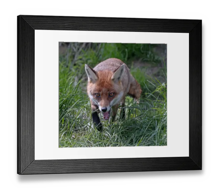 Framed Print : Fox Vulpes vulpes Kent summer Framed Print : Fox Vulpes vulpes Kent summer
